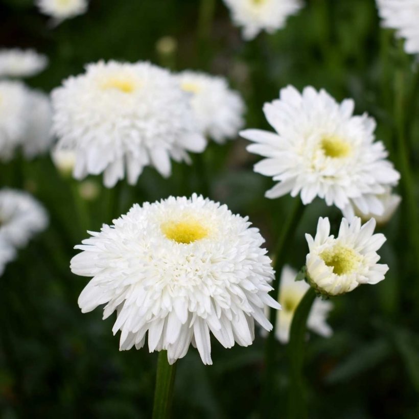 In der Aromatherapie verwendet, fördert Römisches Kamillenöl mit seinem faszinierend süßen Aroma die Entspannung, beruhigt die Seele und hilft Ihnen, sich zu entspannen. Es gilt als besonders vorteilhaft bei Schlaflosigkeit.  Römisches Kamillenöl mischt sich gut mit einer breiten Palette an ätherischen Ölen, darunter Lavendel, Rose, Geranie, Jasmin, Ylang Ylang, Patschuli, Neroli, Zitrone, Grapefruit und Bergamotte.