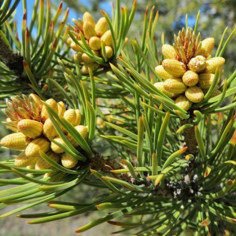 bio kiefernöl-ätherische-öle