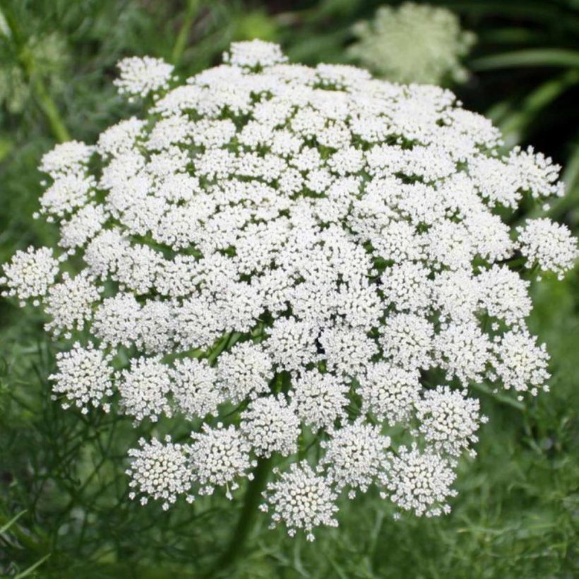 bio schafgarbenblauöl