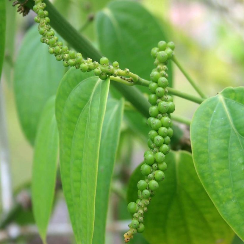 bio schwarzer pfeffer öl