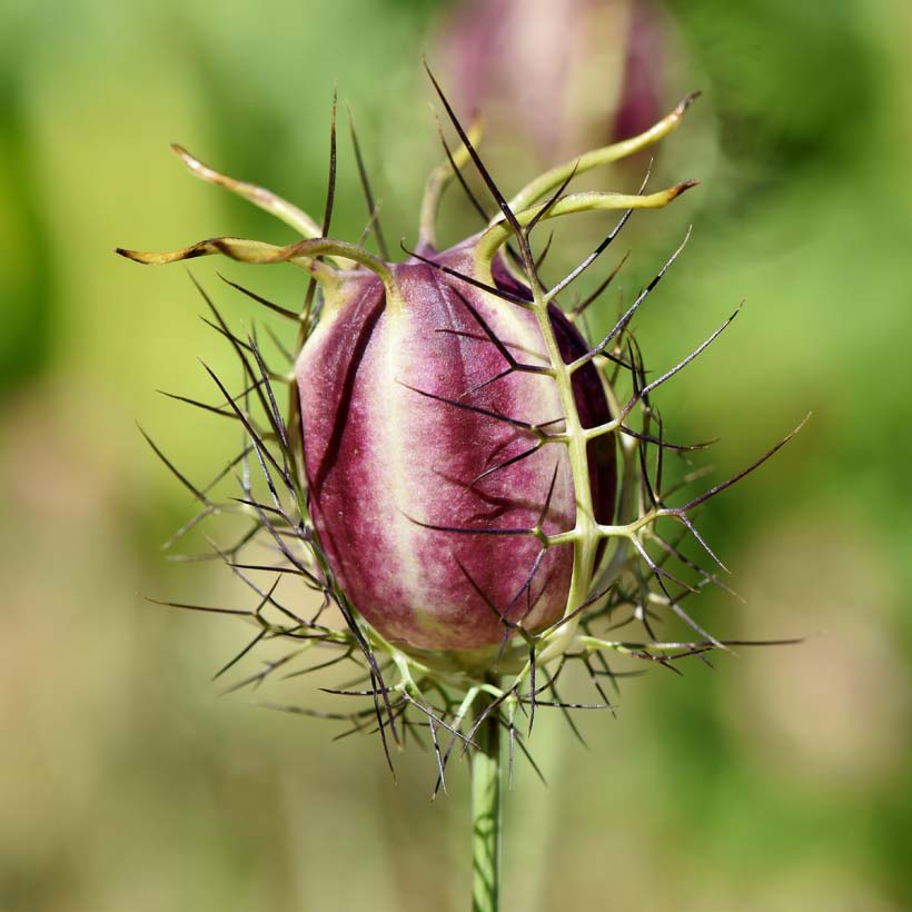 Nigella Sativa (Black) Seed Oil*  Zertifizierte Bio-Zutaten