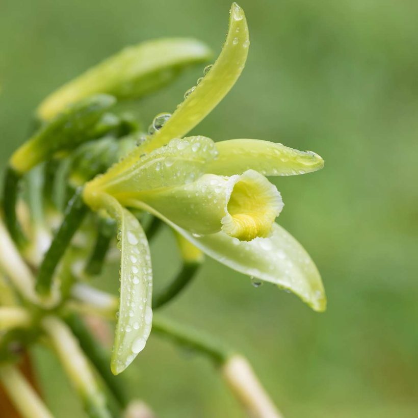 Vanilleöl ist bekannt für seinen reichen Gehalt an Antioxidantien, was es für das Erreichen einer gesunden und strahlenden Haut vorteilhaft macht.