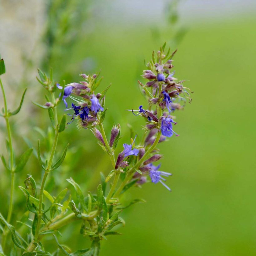 -Aromatische Mischung: Ätherisches Ysopöl kann geschickt mit anderen ätherischen Ölen gemischt werden, um einzigartige und angenehme Aromen zu erzeugen, die Ihren Vorlieben entsprechen.  -Kosmetische Verwendung: Ätherisches Ysopöl kann in Hautpflegeformulierungen eingearbeitet werden und Cremes, Lotionen und anderen Produkten eine zarte und fesselnde Note verleihen.