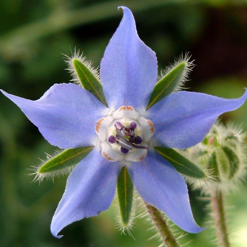  borago officinalis