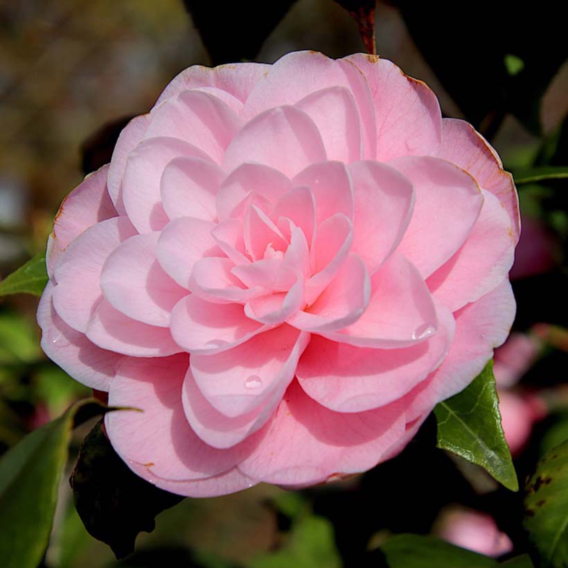 kameliensamenöl camellia oleifera
