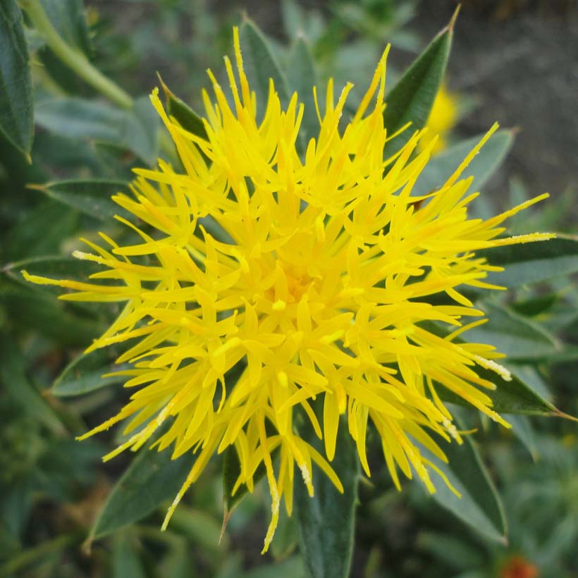 saflorsamenöl carthamus tinctorius