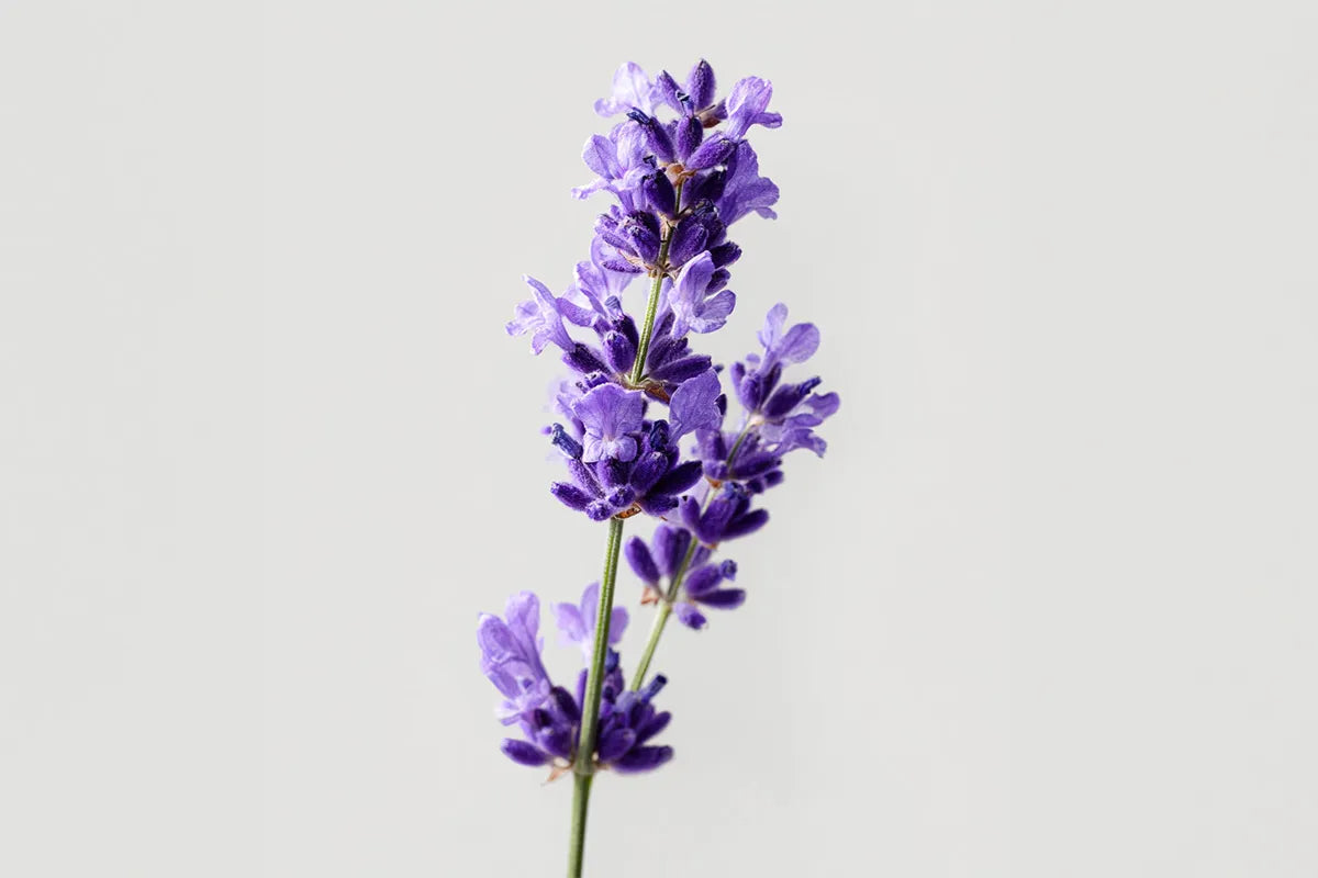 vorteile und anwendungen von lavendelöl alteya organics