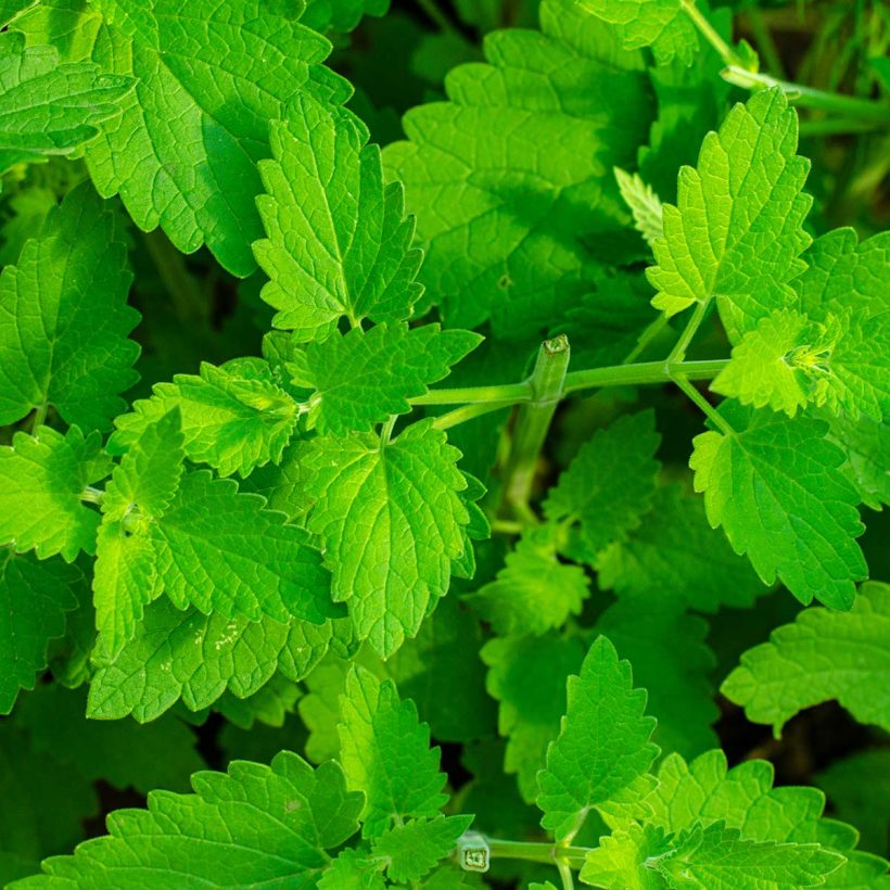 bio zitronenmelisse öl melissa officinalis